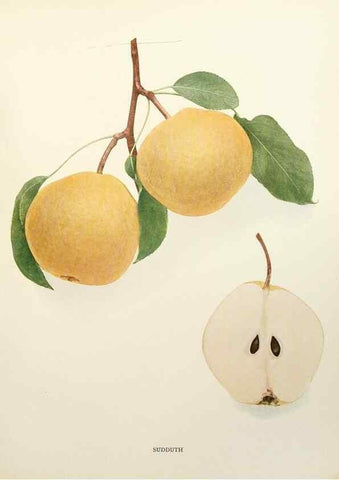 Reproducción/Reproduction 30098407496: The pears of New York.. Albany,Lyon,1921.