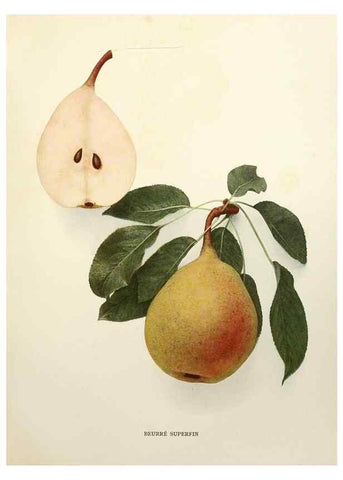 Reproducción/Reproduction 29507129223: The pears of New York.. Albany,Lyon,1921.