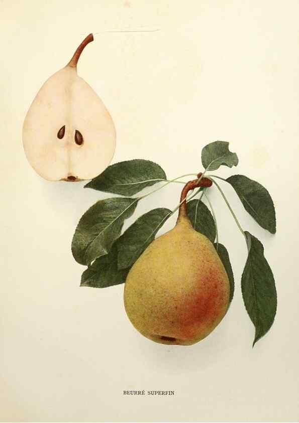 Reproducción/Reproduction 29507129223: The pears of New York.. Albany,Lyon,1921.