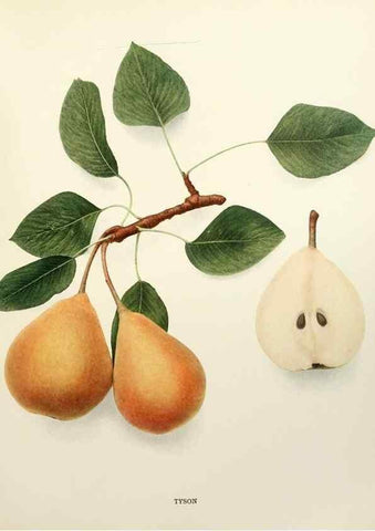 Reproducción/Reproduction 30018830492: The pears of New York.. Albany,Lyon,1921.