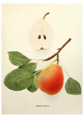 Reproducción/Reproduction 29504553603: The pears of New York.. Albany,Lyon,1921.