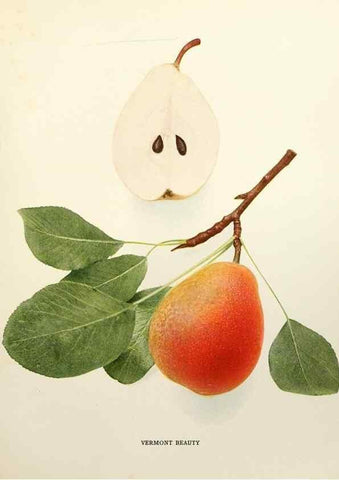 Reproducción/Reproduction 29504553603: The pears of New York.. Albany,Lyon,1921.