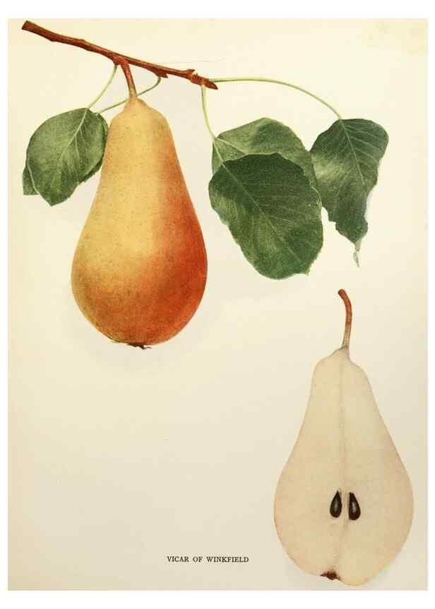 Reproducción/Reproduction 30098416406: The pears of New York.. Albany,Lyon,1921.