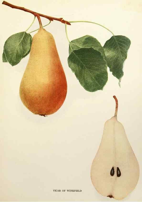 Reproducción/Reproduction 30098416406: The pears of New York.. Albany,Lyon,1921.