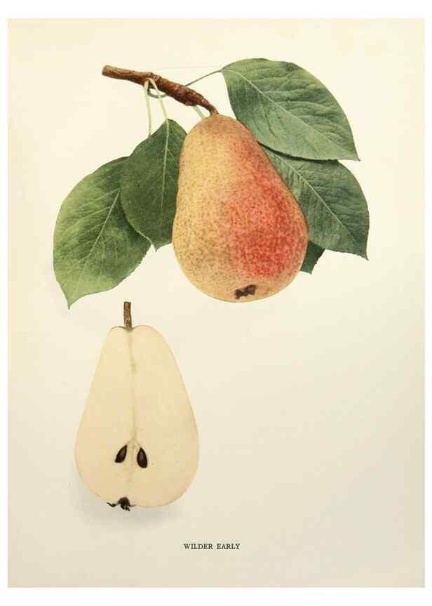 Reproducción/Reproduction 30049118301: The pears of New York.. Albany,Lyon,1921.