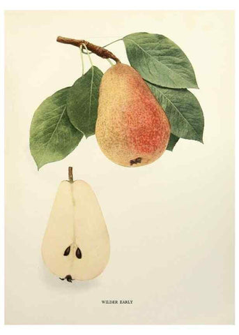 Reproducción/Reproduction 30049118301: The pears of New York.. Albany,Lyon,1921.