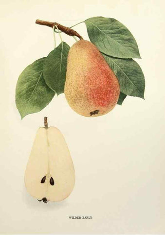 Reproducción/Reproduction 30049118301: The pears of New York.. Albany,Lyon,1921.