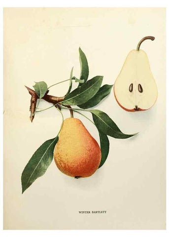 Reproducción/Reproduction 29504565863: The pears of New York.. Albany,Lyon,1921.