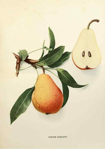 Reproducción/Reproduction 29504565863: The pears of New York.. Albany,Lyon,1921.