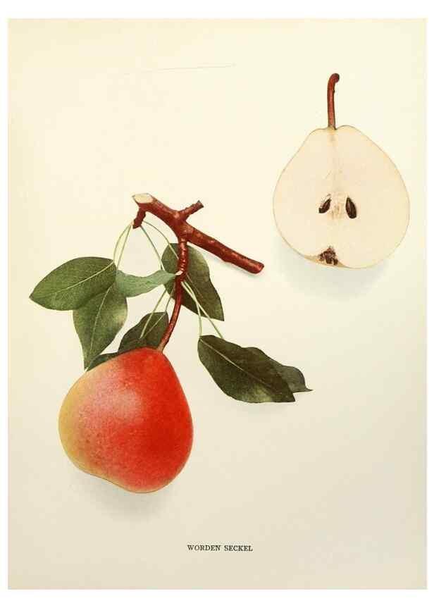 Reproducción/Reproduction 30018842832: The pears of New York.. Albany,Lyon,1921.