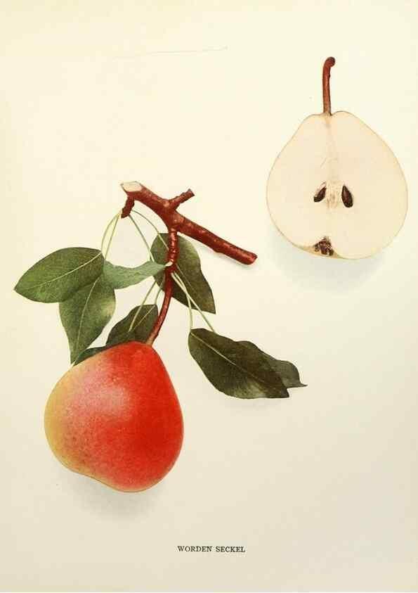 Reproducción/Reproduction 30018842832: The pears of New York.. Albany,Lyon,1921.