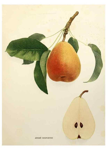Reproducción/Reproduction 30019008852: The pears of New York.. Albany,Lyon,1921.