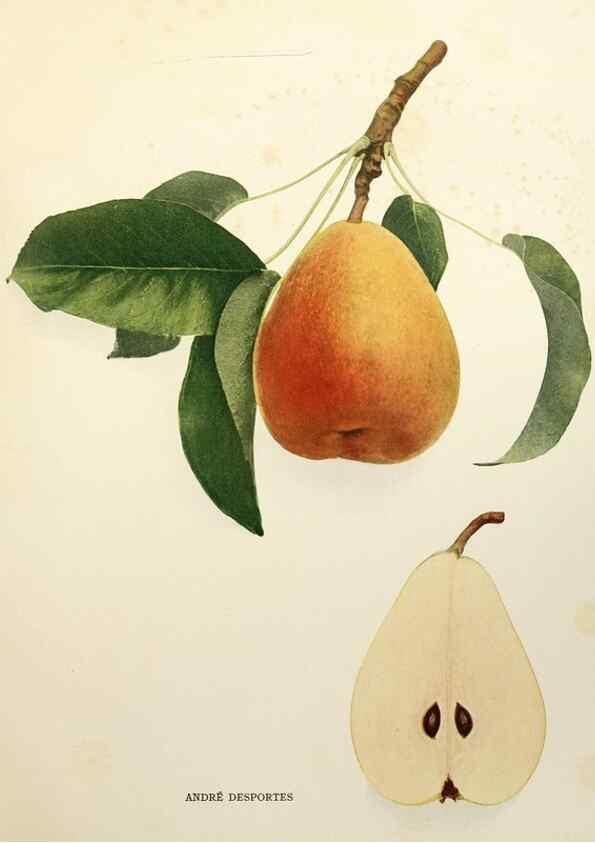 Reproducción/Reproduction 30019008852: The pears of New York.. Albany,Lyon,1921.