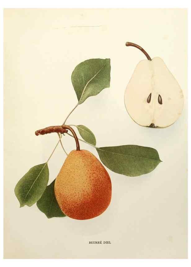 Reproducción/Reproduction 30135647575: The pears of New York.. Albany,Lyon,1921.