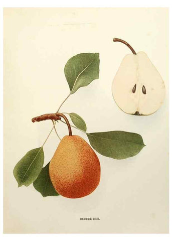 Reproducción/Reproduction 30135647575: The pears of New York.. Albany,Lyon,1921.