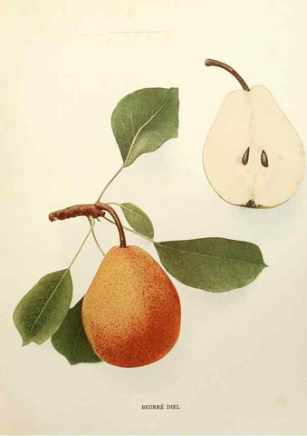 Reproducción/Reproduction 30135647575: The pears of New York.. Albany,Lyon,1921.