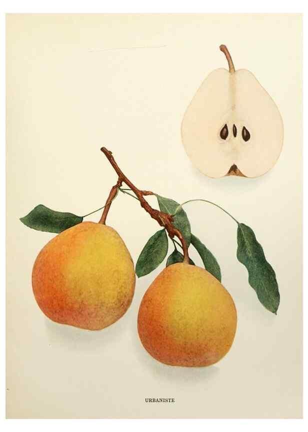 Reproducción/Reproduction 30098412506: The pears of New York.. Albany,Lyon,1921.