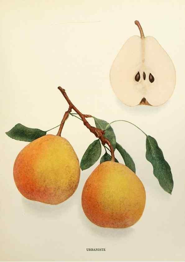 Reproducción/Reproduction 30098412506: The pears of New York.. Albany,Lyon,1921.