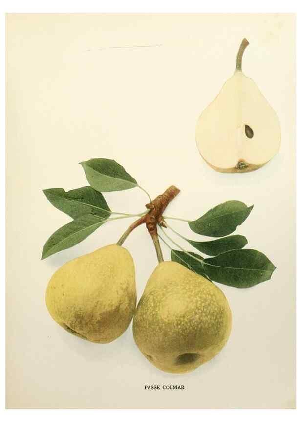 Reproducción/Reproduction 30018805372: The pears of New York.. Albany,Lyon,1921.
