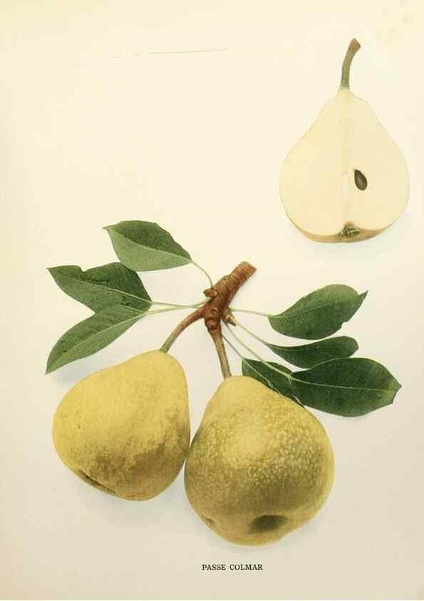 Reproducción/Reproduction 30018805372: The pears of New York.. Albany,Lyon,1921.