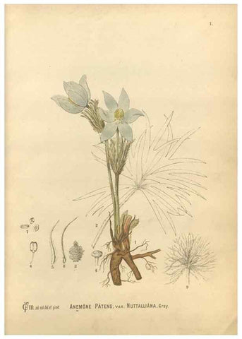 Reproducción/Reproduction 30061017142: Medicinal plants :. Philadelphia :J.C. Yorston,1892.
