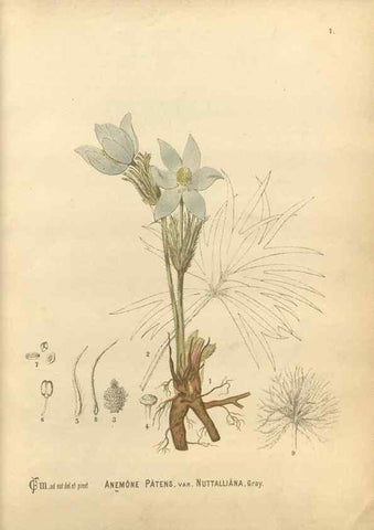 Reproducción/Reproduction 30061017142: Medicinal plants :. Philadelphia :J.C. Yorston,1892.