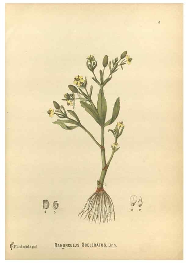 Reproducción/Reproduction 30141014236: Medicinal plants :. Philadelphia :J.C. Yorston,1892.