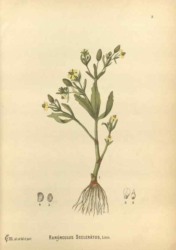 Reproducción/Reproduction 30141014236: Medicinal plants :. Philadelphia :J.C. Yorston,1892.