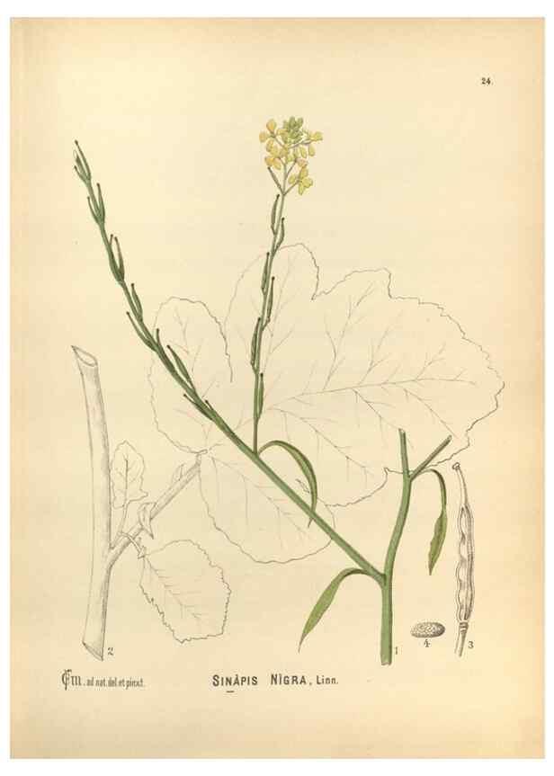 Reproducción/Reproduction 29546678093: Medicinal plants :. Philadelphia :J.C. Yorston,1892.