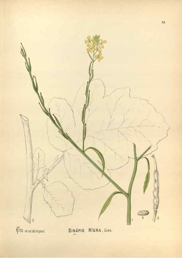 Reproducción/Reproduction 29546678093: Medicinal plants :. Philadelphia :J.C. Yorston,1892.