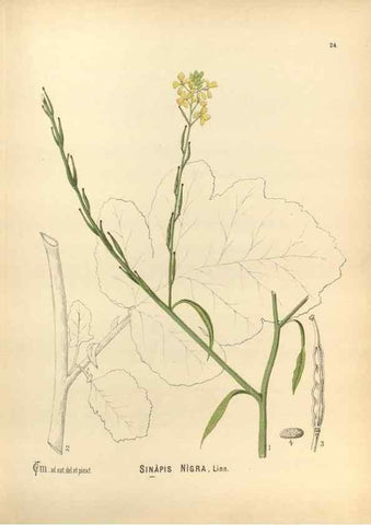 Reproducción/Reproduction 29546678093: Medicinal plants :. Philadelphia :J.C. Yorston,1892.