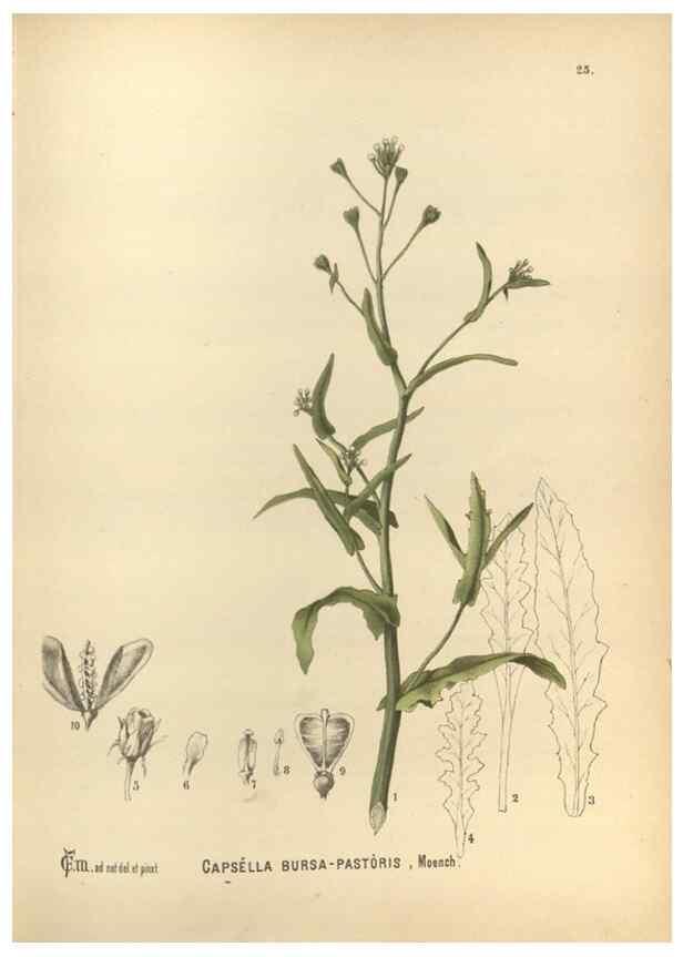 Reproducción/Reproduction 29880009470: Medicinal plants :. Philadelphia :J.C. Yorston,1892.