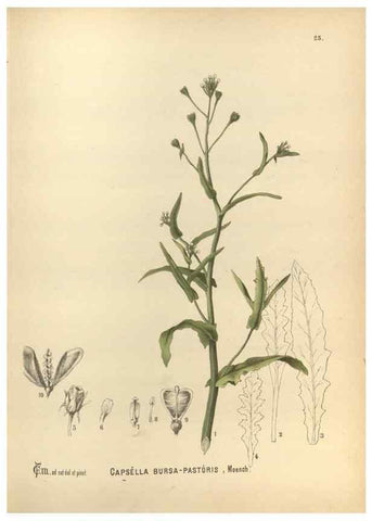 Reproducción/Reproduction 29880009470: Medicinal plants :. Philadelphia :J.C. Yorston,1892.