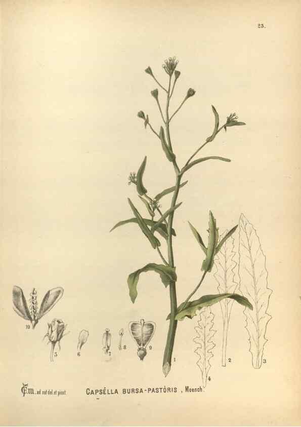 Reproducción/Reproduction 29880009470: Medicinal plants :. Philadelphia :J.C. Yorston,1892.
