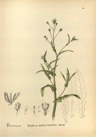 Reproducción/Reproduction 29880009470: Medicinal plants :. Philadelphia :J.C. Yorston,1892.