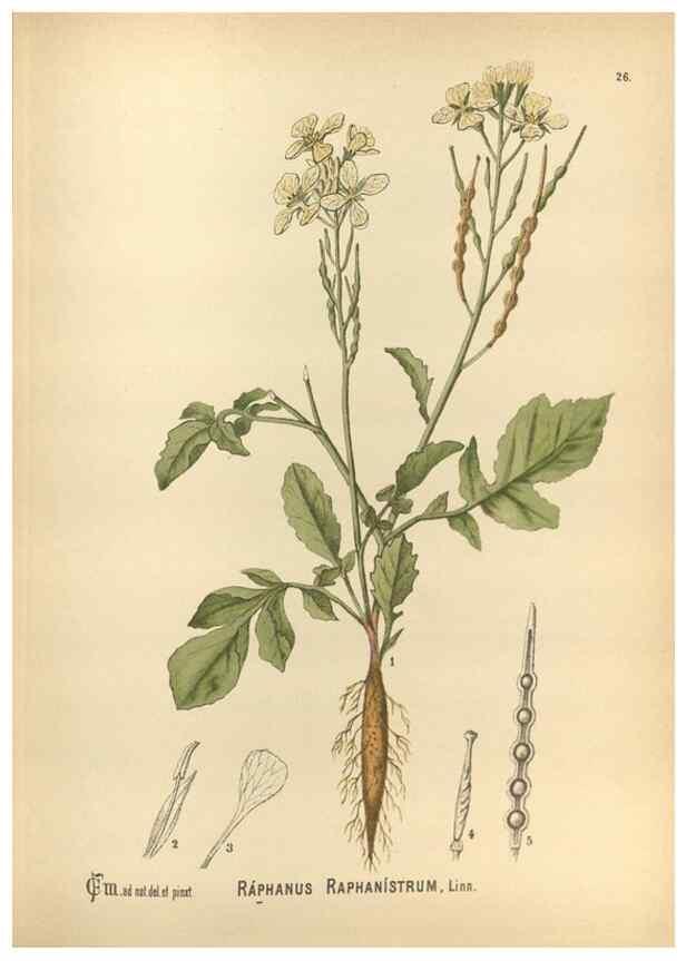 Reproducción/Reproduction 30091133721: Medicinal plants :. Philadelphia :J.C. Yorston,1892.