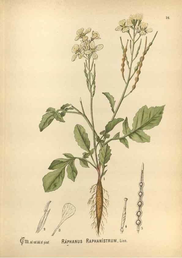 Reproducción/Reproduction 30091133721: Medicinal plants :. Philadelphia :J.C. Yorston,1892.