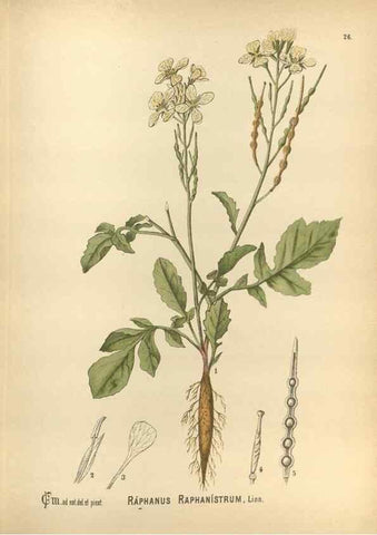 Reproducción/Reproduction 30091133721: Medicinal plants :. Philadelphia :J.C. Yorston,1892.