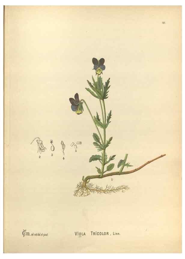 Reproducción/Reproduction 30061142232: Medicinal plants :. Philadelphia :J.C. Yorston,1892.
