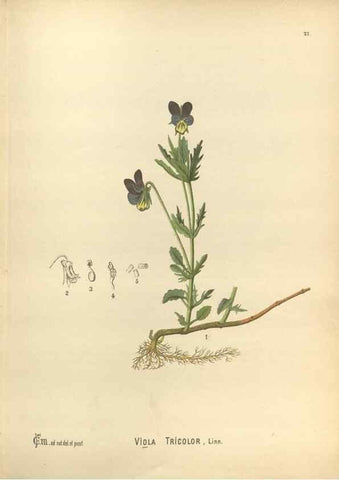 Reproducción/Reproduction 30061142232: Medicinal plants :. Philadelphia :J.C. Yorston,1892.
