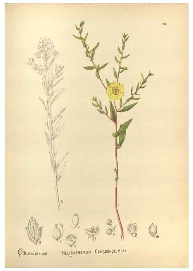 Reproducción/Reproduction 30175780495: Medicinal plants :. Philadelphia :J.C. Yorston,1892.