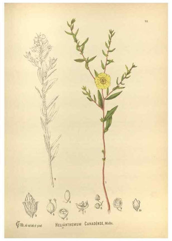 Reproducción/Reproduction 30175780495: Medicinal plants :. Philadelphia :J.C. Yorston,1892.