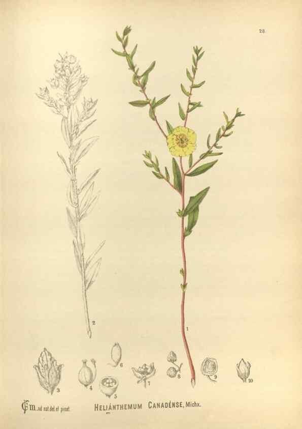 Reproducción/Reproduction 30175780495: Medicinal plants :. Philadelphia :J.C. Yorston,1892.
