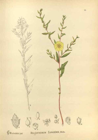 Reproducción/Reproduction 30175780495: Medicinal plants :. Philadelphia :J.C. Yorston,1892.