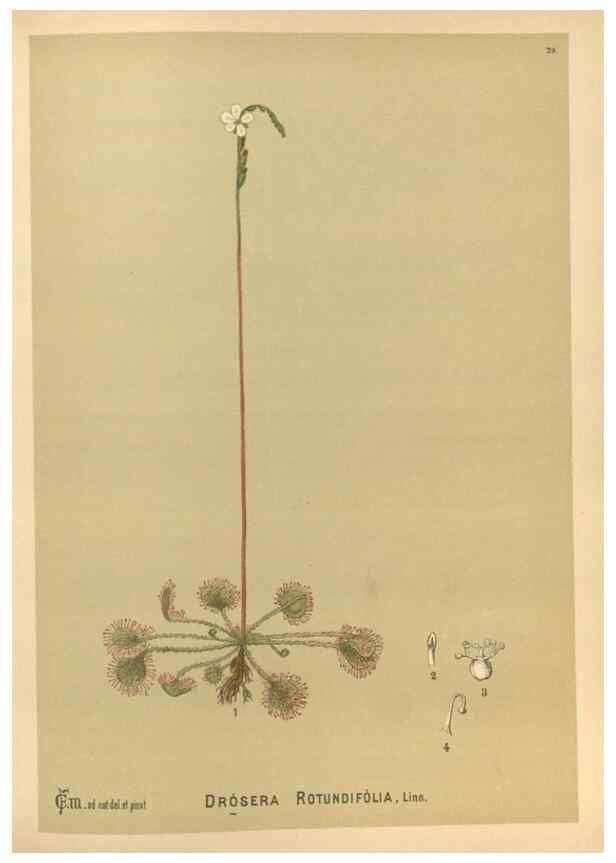 Reproducción/Reproduction 29546831674: Medicinal plants :. Philadelphia :J.C. Yorston,1892.