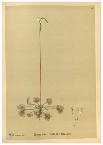 Reproducción/Reproduction 29546831674: Medicinal plants :. Philadelphia :J.C. Yorston,1892.