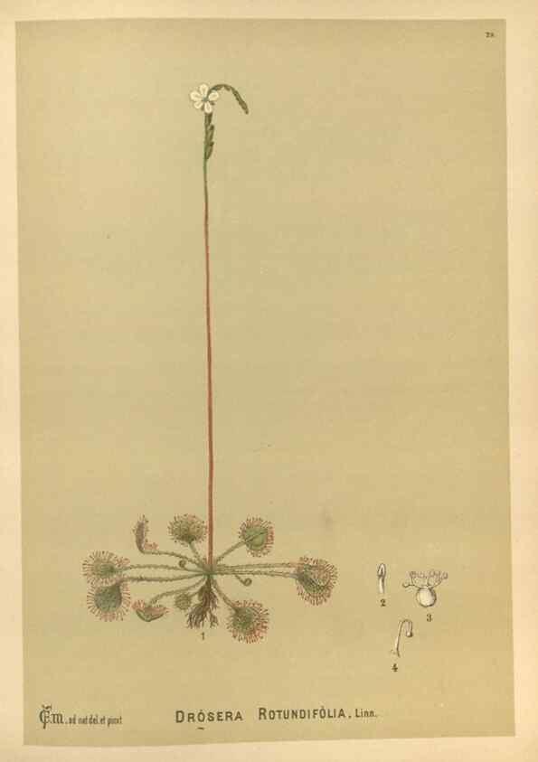 Reproducción/Reproduction 29546831674: Medicinal plants :. Philadelphia :J.C. Yorston,1892.