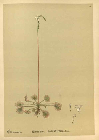 Reproducción/Reproduction 29546831674: Medicinal plants :. Philadelphia :J.C. Yorston,1892.