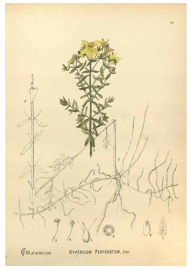 Reproducción/Reproduction 30061149162: Medicinal plants :. Philadelphia :J.C. Yorston,1892.