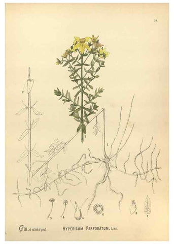 Reproducción/Reproduction 30061149162: Medicinal plants :. Philadelphia :J.C. Yorston,1892.